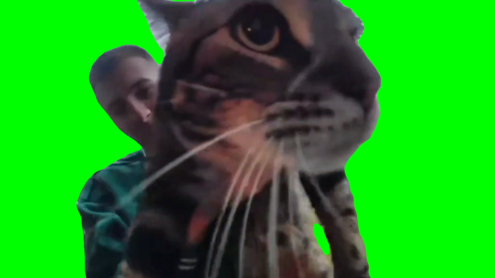 Cat meows at Doorbell Camera Meme (Green Screen)