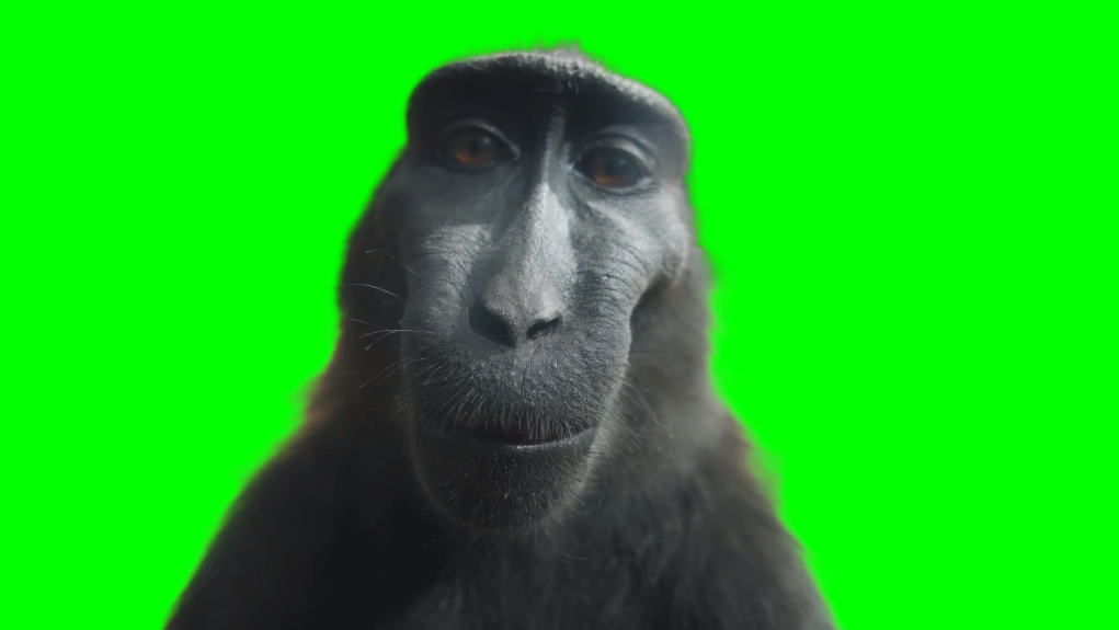 Monkey Staring At Camera (Green Screen)