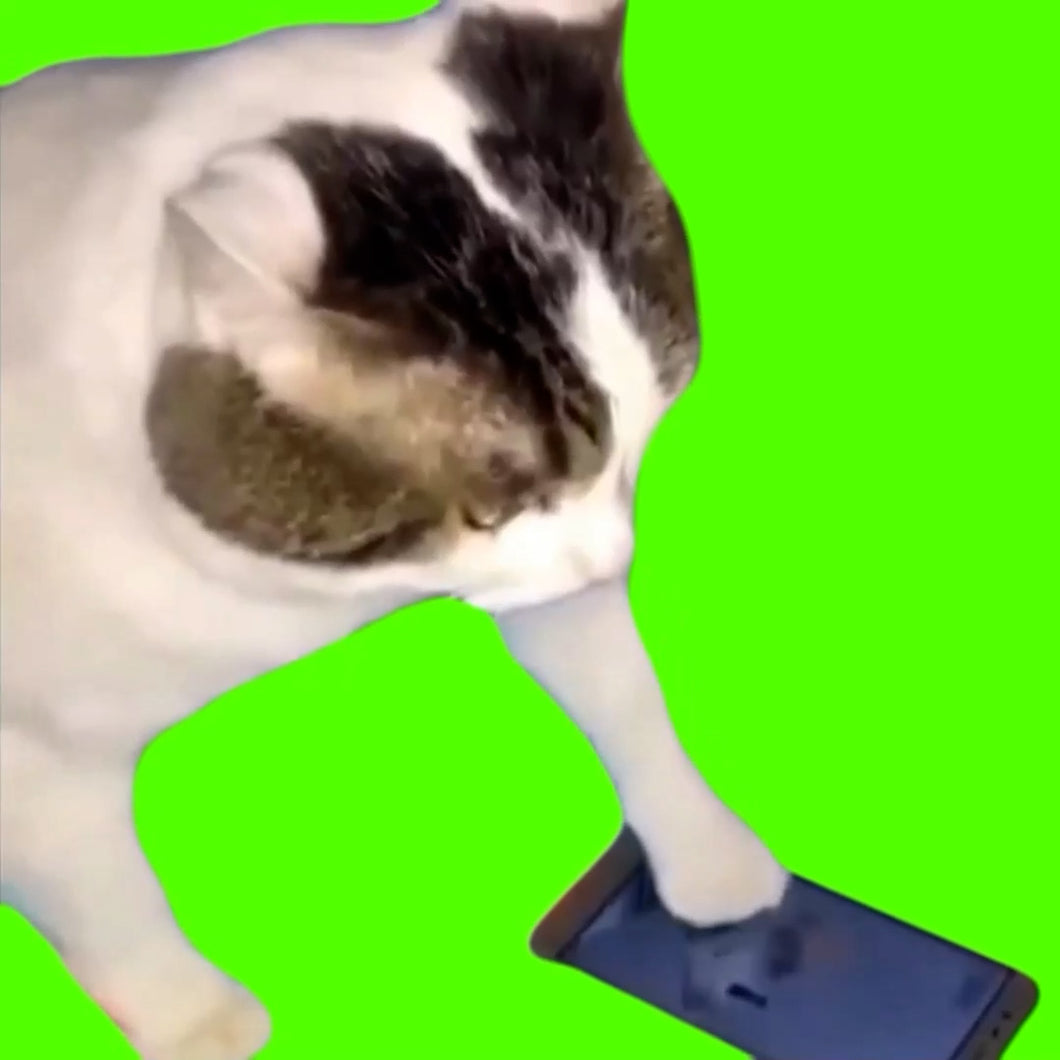 Cat Rages At Mobile Game (Green Screen)