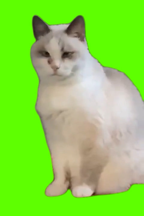 Cat Stumbles and Falls (Green Screen)