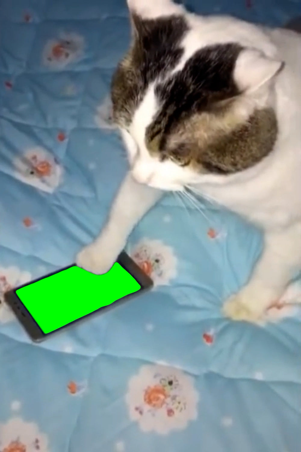 Cat Angry At Phone (Green Screen)