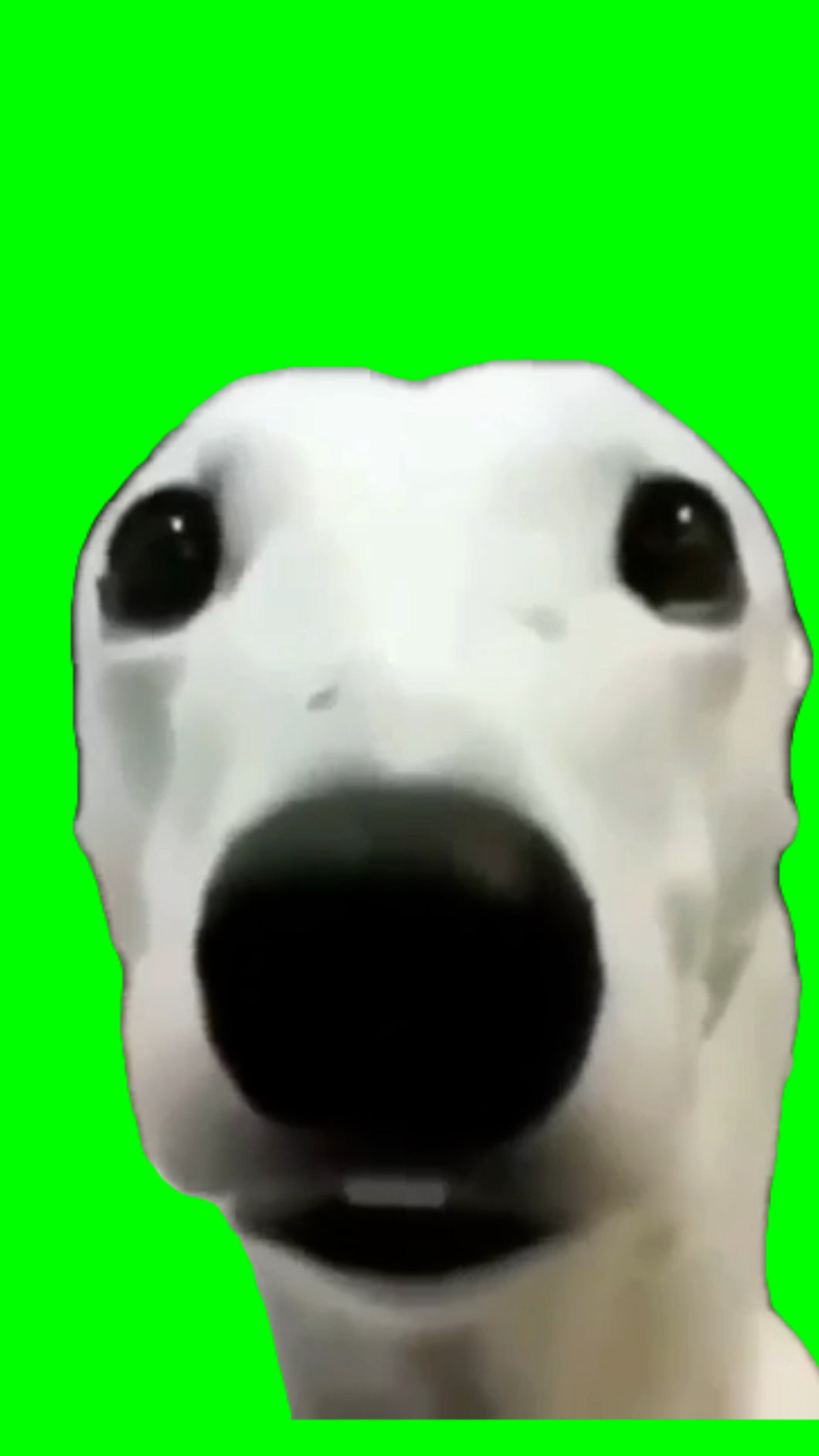 White Dog Shivering (Green Screen)