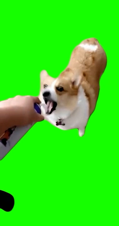 Kid And Dog Eat Whipped Cream (Green Screen)