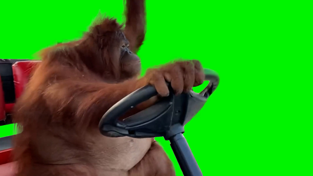 Orangutan Driving Meme (Green Screen)