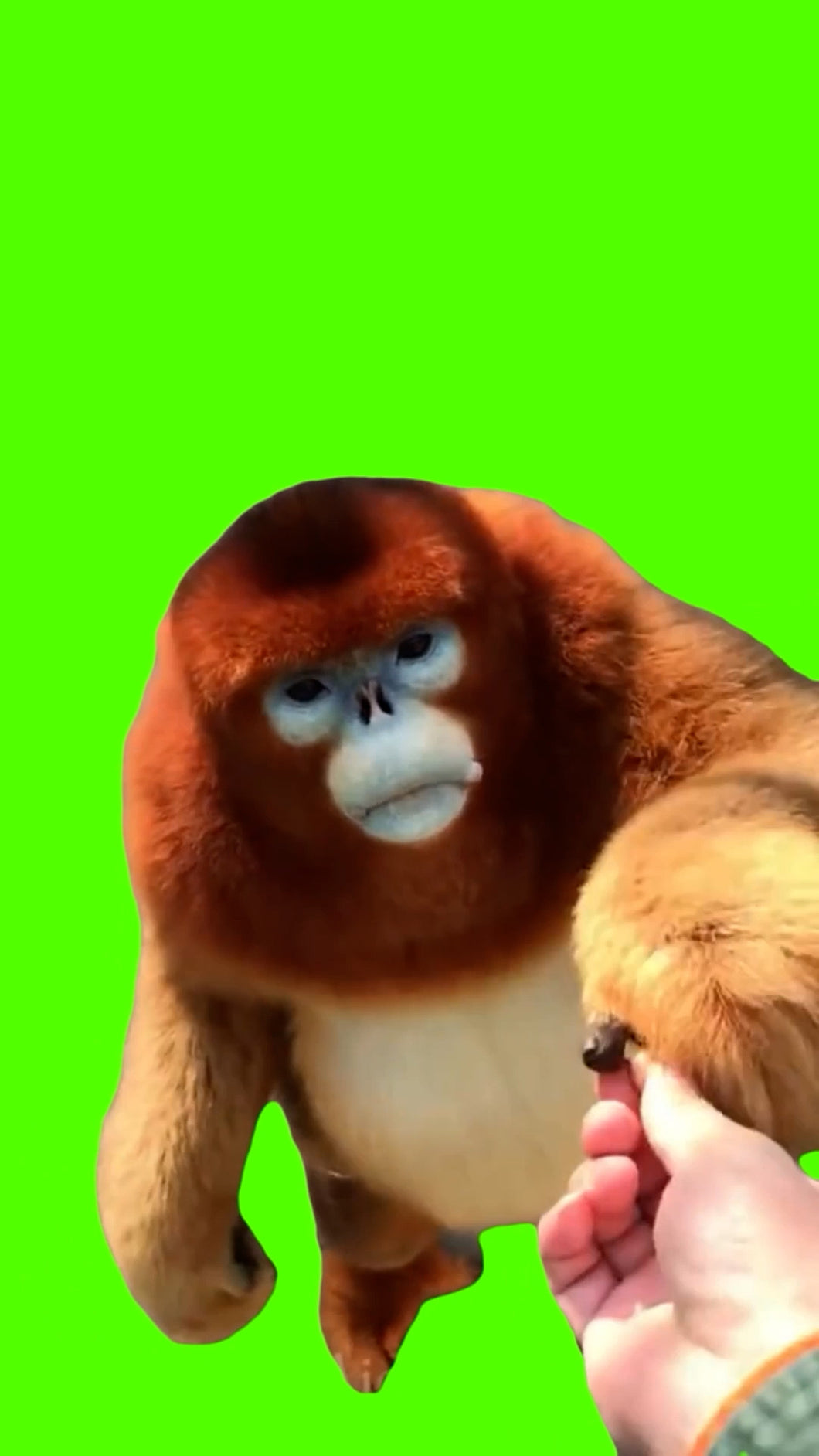 Golden Snub Nosed Monkey Eating Berries (Green Screen)