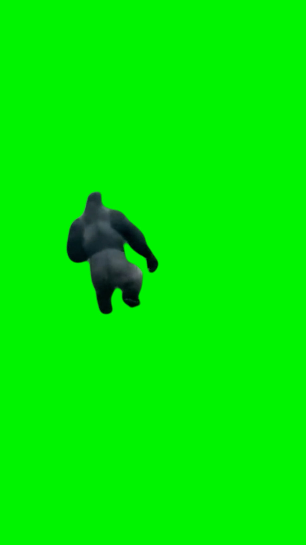 Gorilla Walking In The Rain (Green Screen)