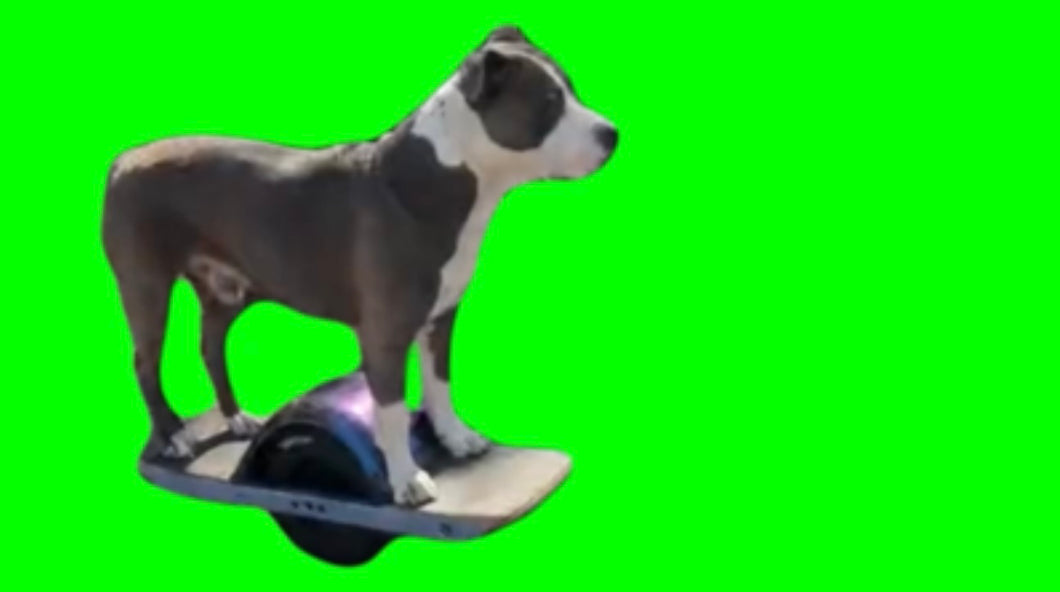 Dog cruising on electric skate board one wheel Green Screen