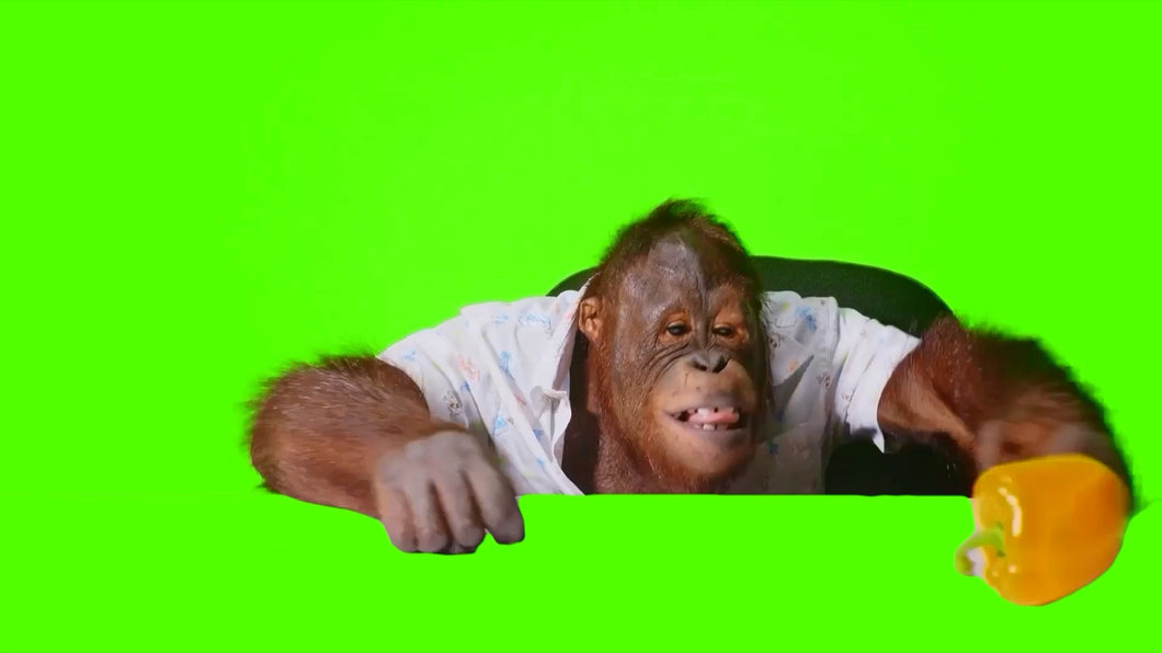 Orangutan ASMR (Green Screen)