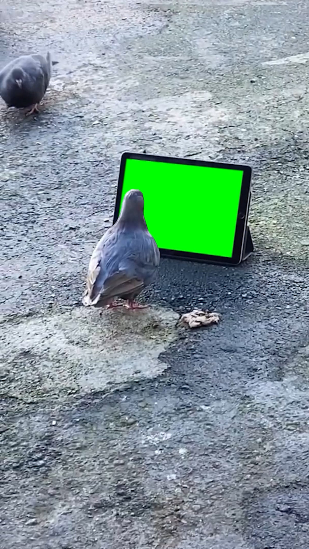 Pigeon Staring at Screen (Green Screen)