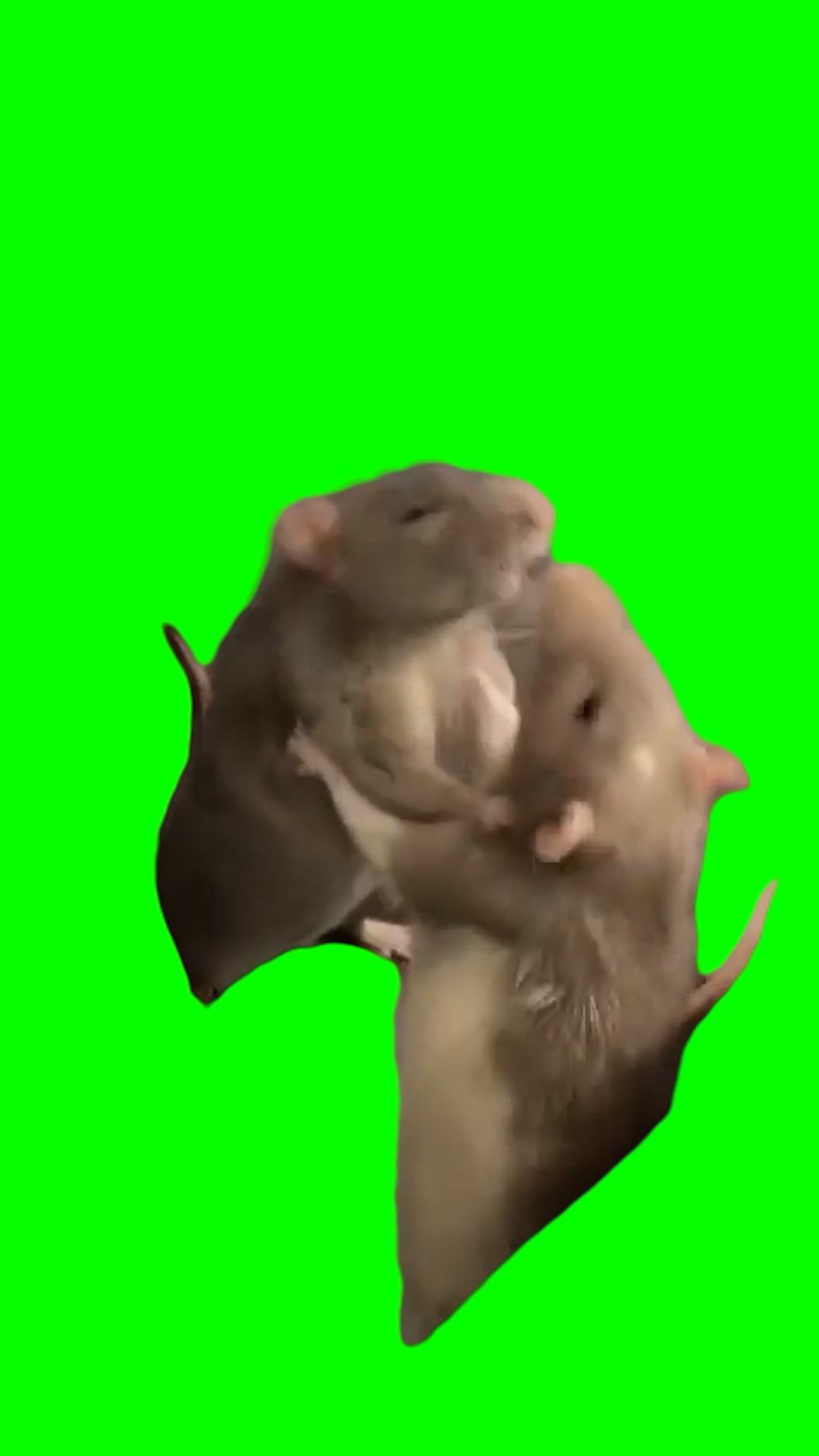 Rats Fighting (Green Screen)