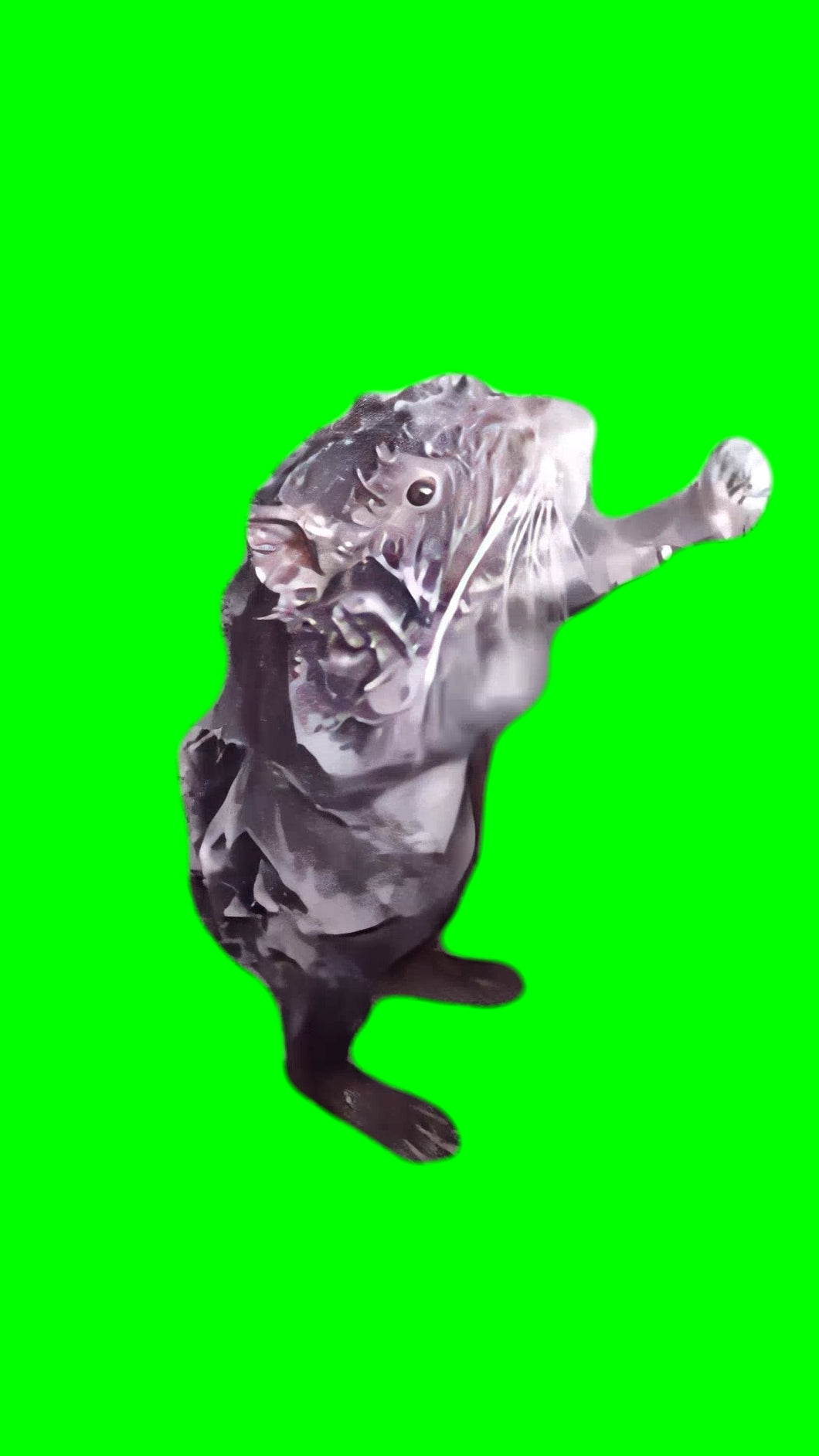 Rat Showering Itself (Green Screen)