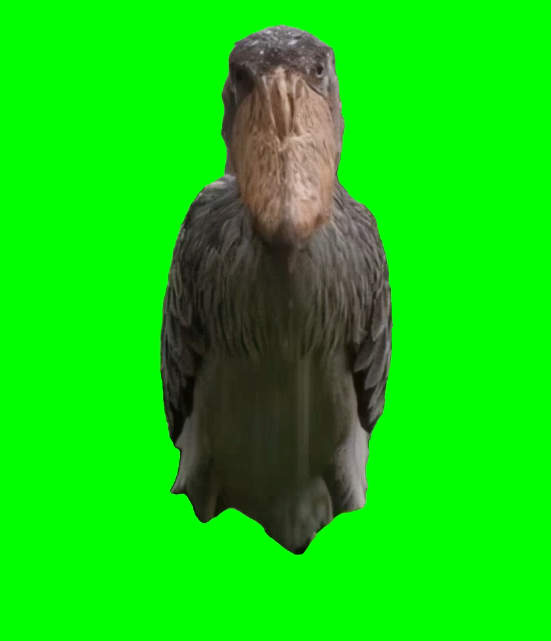 Shoebill bird death stare - Shoebill stork staring meme (Green Screen)