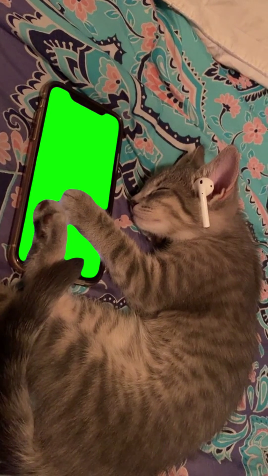 Cat Listening to Music (Green Screen)
