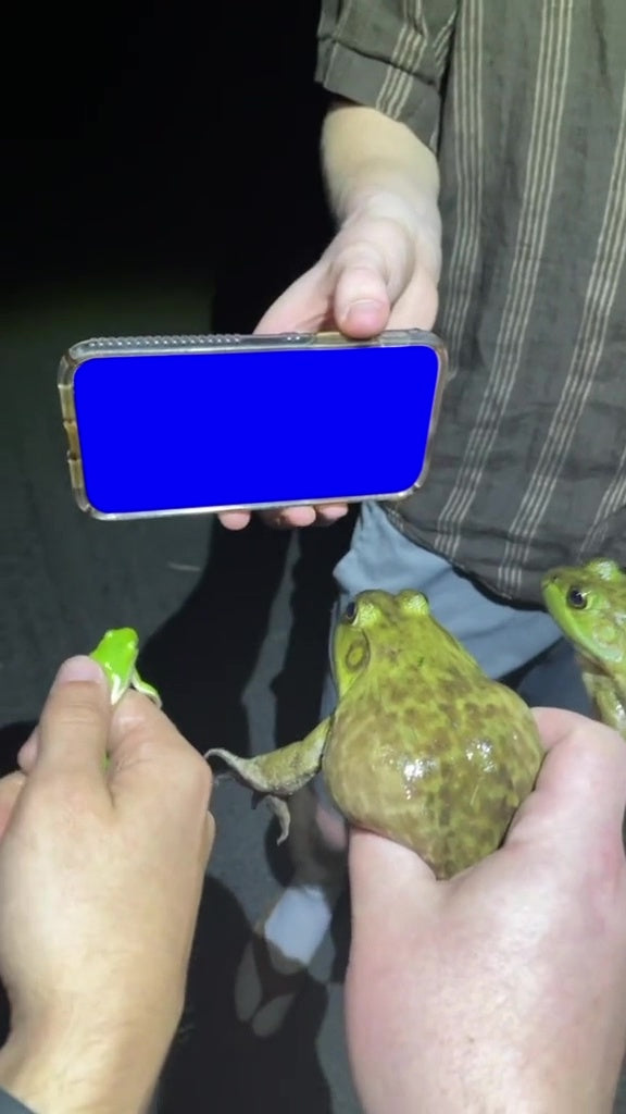 Frogs iPhone (Blue Screen)