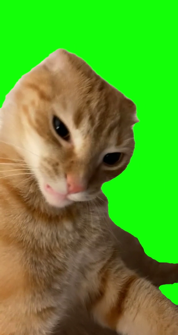 Eyebrow Cat Vine Boom (Green Screen)