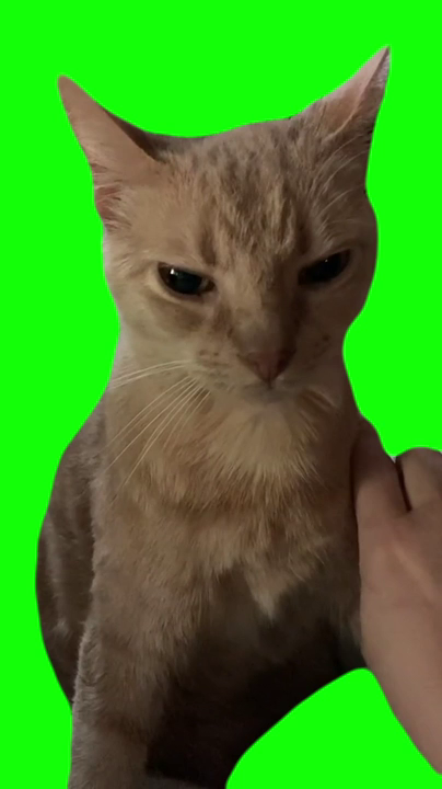 Angry Cat (Green Screen)
