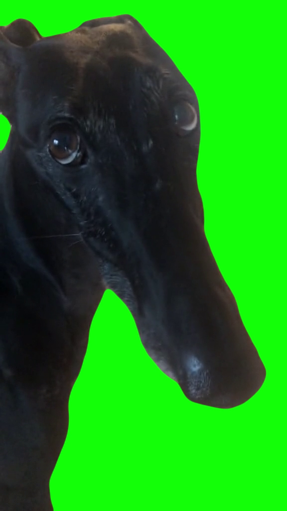 Long Face Black Dog (Green Screen)