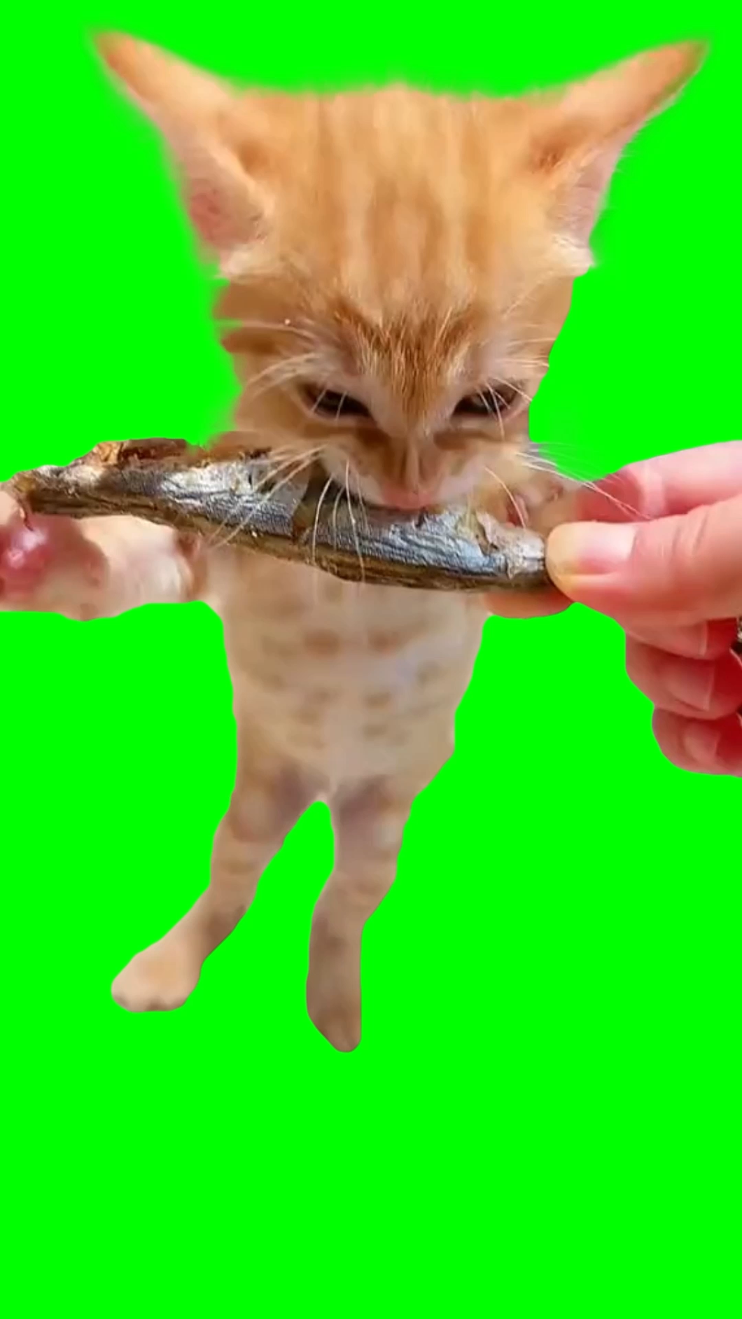 Kitten eatting fish (Green Screen)